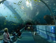 Great aquarium in Georgia, Atlanta - Tourist place