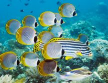 Beautiful yellow and striped fish in water