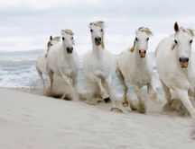 Beautiful white horses running in the sand of the beach
