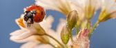 Sweet and small ladybird on the white flowers