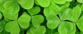 Small water drops on the green lucky clover - HD wallpaper