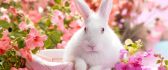 White rabbit with red eyes in a basket between pink flowers