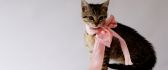 Cute cat with pink knot and white pearl
