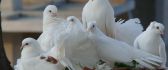 Many white pigeons on the flowers support