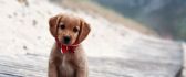 A cute brown puppy with red scarf