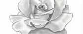 Gray rose drew in pencil - Art wallpaper