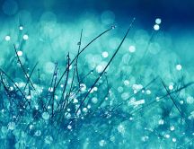 Frozen grass - blue bubble water drops