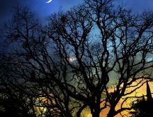 Tree branches in the moonlight - Night landscape