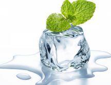 A mint on the ice cube - Fresh HD wallpaper