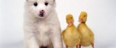 A white puppy and two chicken duck - Cute animals