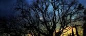 Tree branches in the moonlight - Night landscape