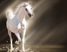 A beautiful white young horse in water