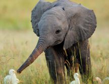 A cute little elephant and many white birds in grass