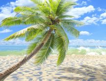 Sunny tropical beach - Green palm on sea shore