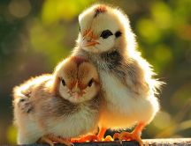 Two sweet little chickens - Birds wallpaper