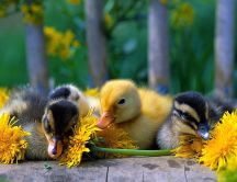 Four yellow and black baby ducks between dandelions