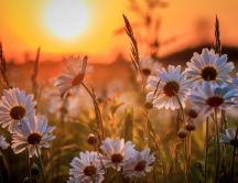 Field with white flowers in the sunset