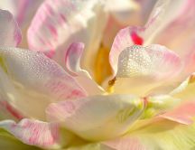 White and pink magnolia petals with water drops