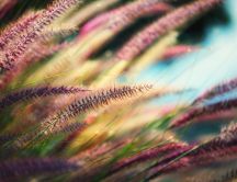 Pink grass spikelets - HD wallpaper