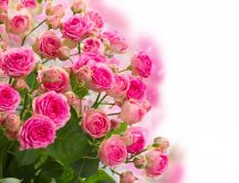 Gorgeous pink roses bouquet - Beautiful flowers