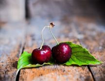 Two fresh cherries on two green leaves