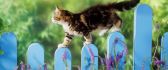 A brown cat walks on a blue fence - Animal wallpaper