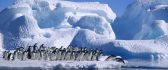A lot of penguins on ice - Blue HD wallpaper