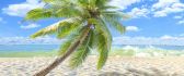Sunny tropical beach - Green palm on sea shore