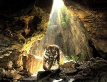 A big tiger in a cave - Wild animal wallpaper