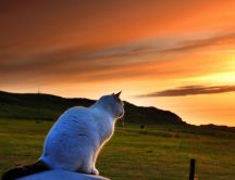 A white Burmese cat looking to sunset
