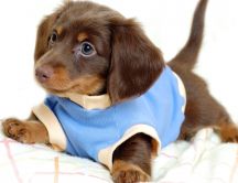 A sweet brown puppy with blue blouse