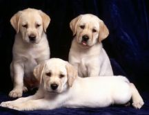 Three white sweet labradors - Dogs wallpaper