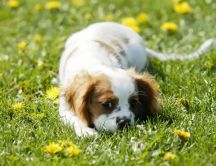 White dog play in green grass with yellow flowers