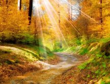 The sun rays penetrate on the path from the forest