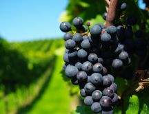 Ripe grapes in a green vineyard