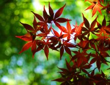 Branches with red leaves - HD wallpaper