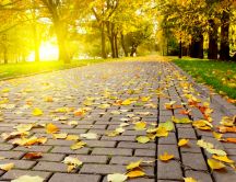 Autumn leaves on the path in the park - HD wallpaper