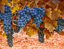 Delicious grapes - Autumn fruits