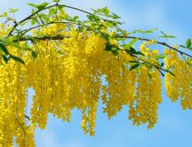 Branch with yellow acacia flowers