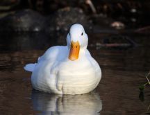 A white duck swims on river - Birds wallpaper