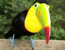 Beautiful black and yellow parrot on a wood