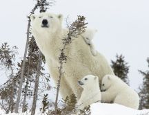 Polar bear family in forest - Happy family
