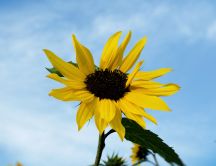 A single sunflower in the sunlight