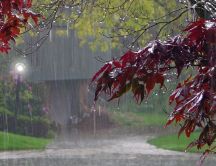Trees with red leaves in the rain - Autumn day