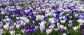 White and purple crocus on a field
