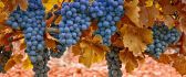 Delicious grapes - Autumn fruits