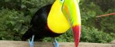 Beautiful black and yellow parrot on a wood