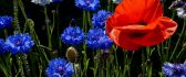 Red poppy and many blue cornflowers