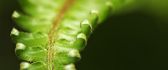 HD curls green leaves - Nature wallpaper