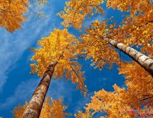 Big trees in the beautiful autumn season